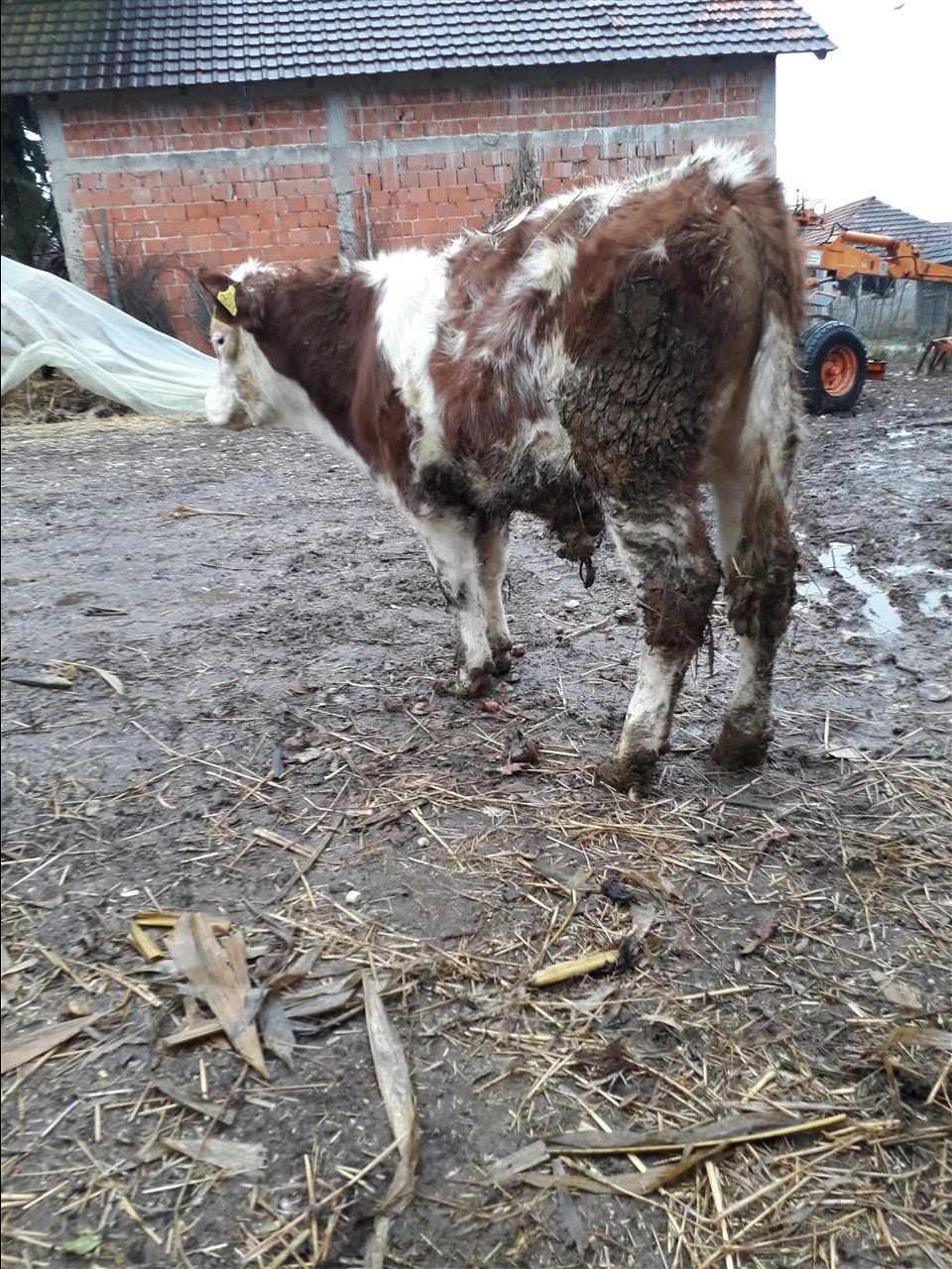 Shit-v-mashkull-5-e-gjus