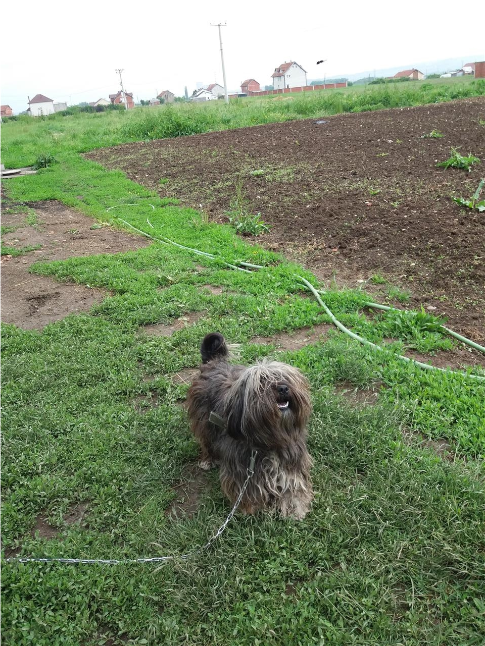 Bubi-