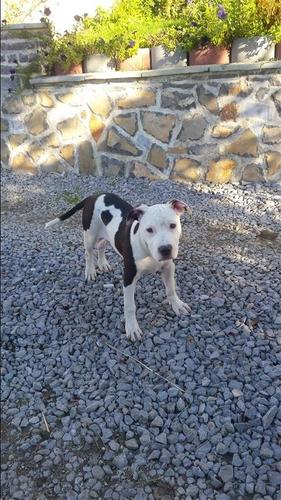 Pitbull