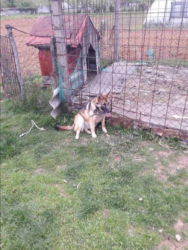 belg