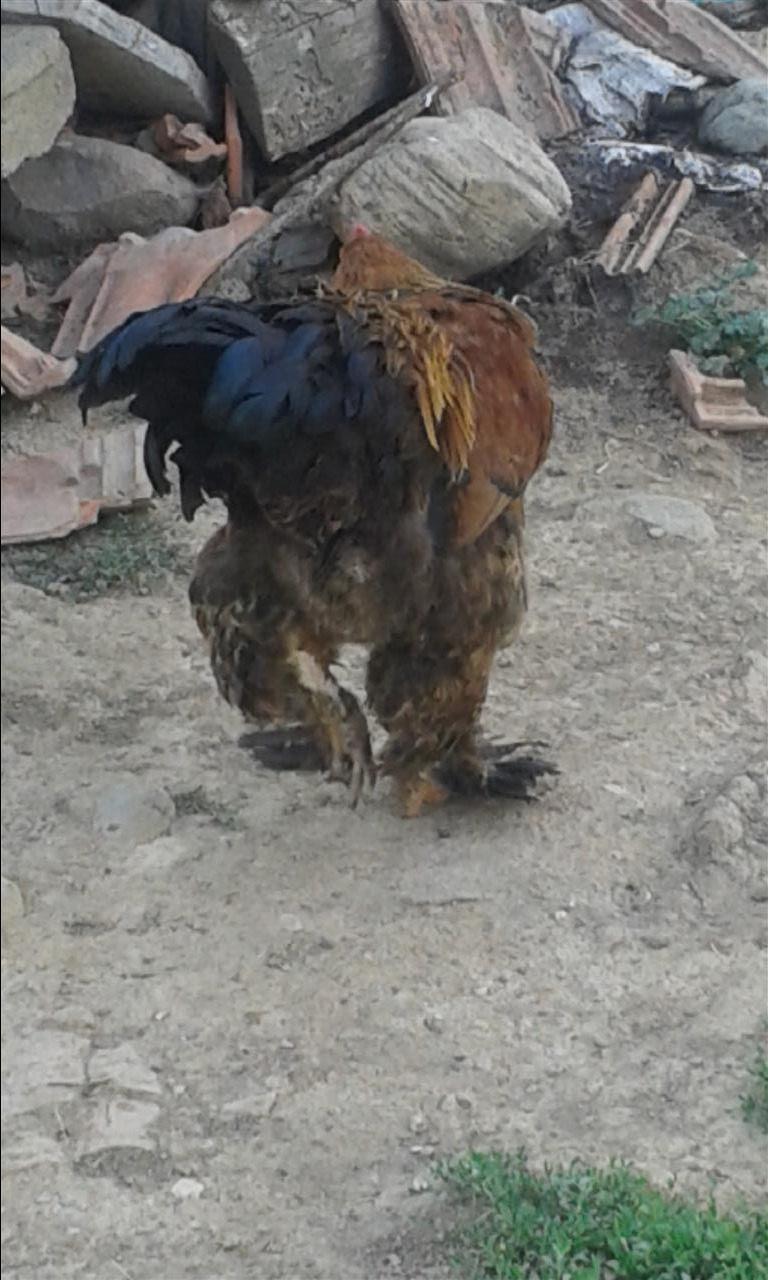 Gjeli-