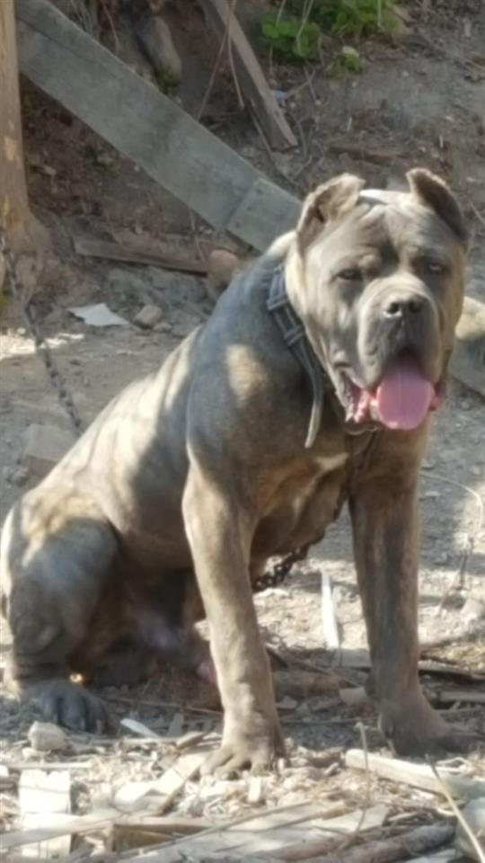 Cane-corsa-