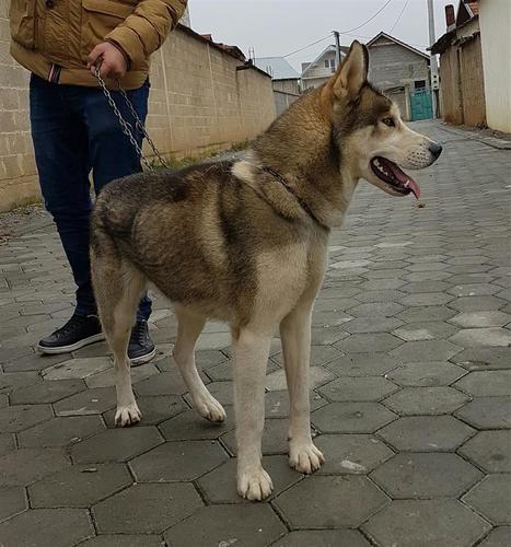 Haski ( Husky ) Mashkull