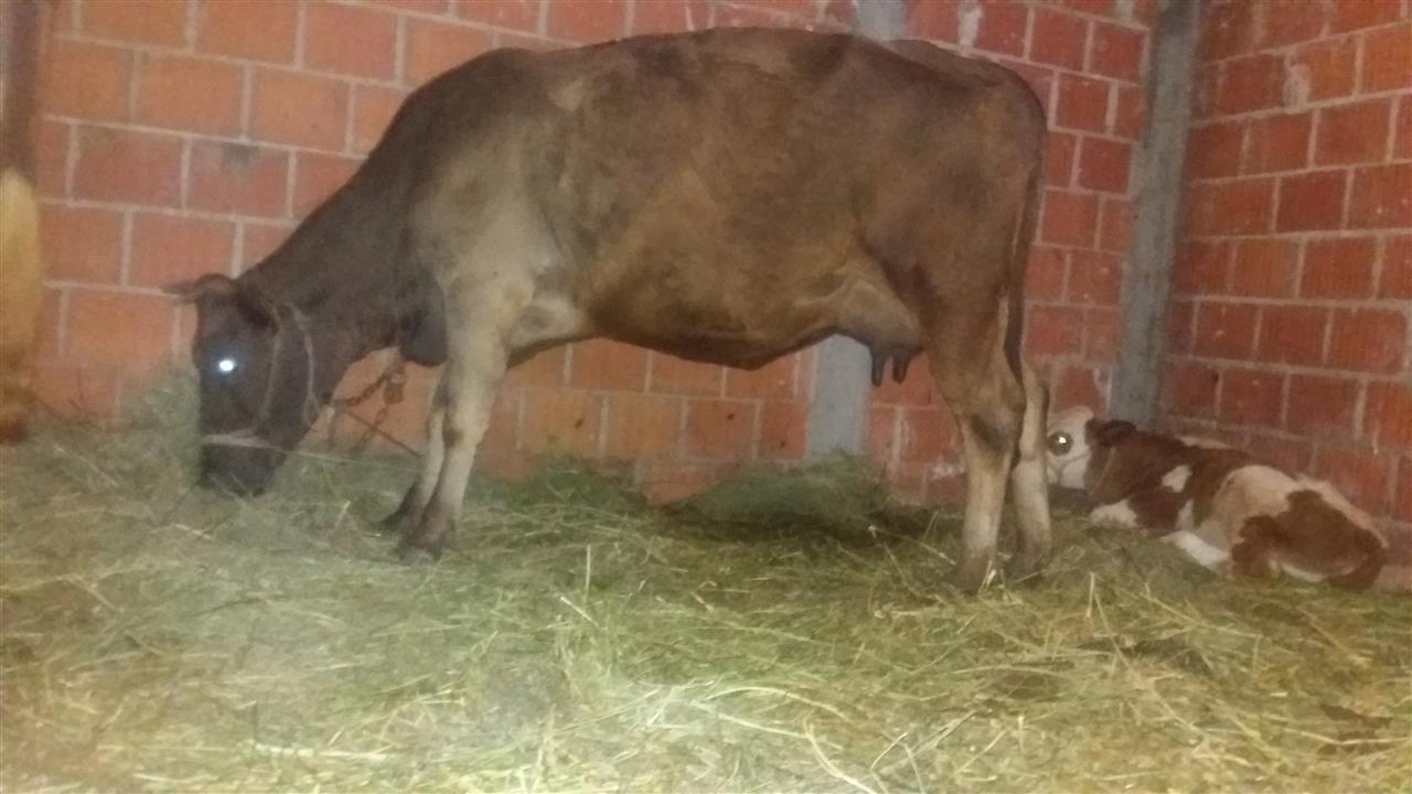 Lop-barsa