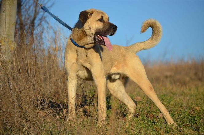 Karabash
