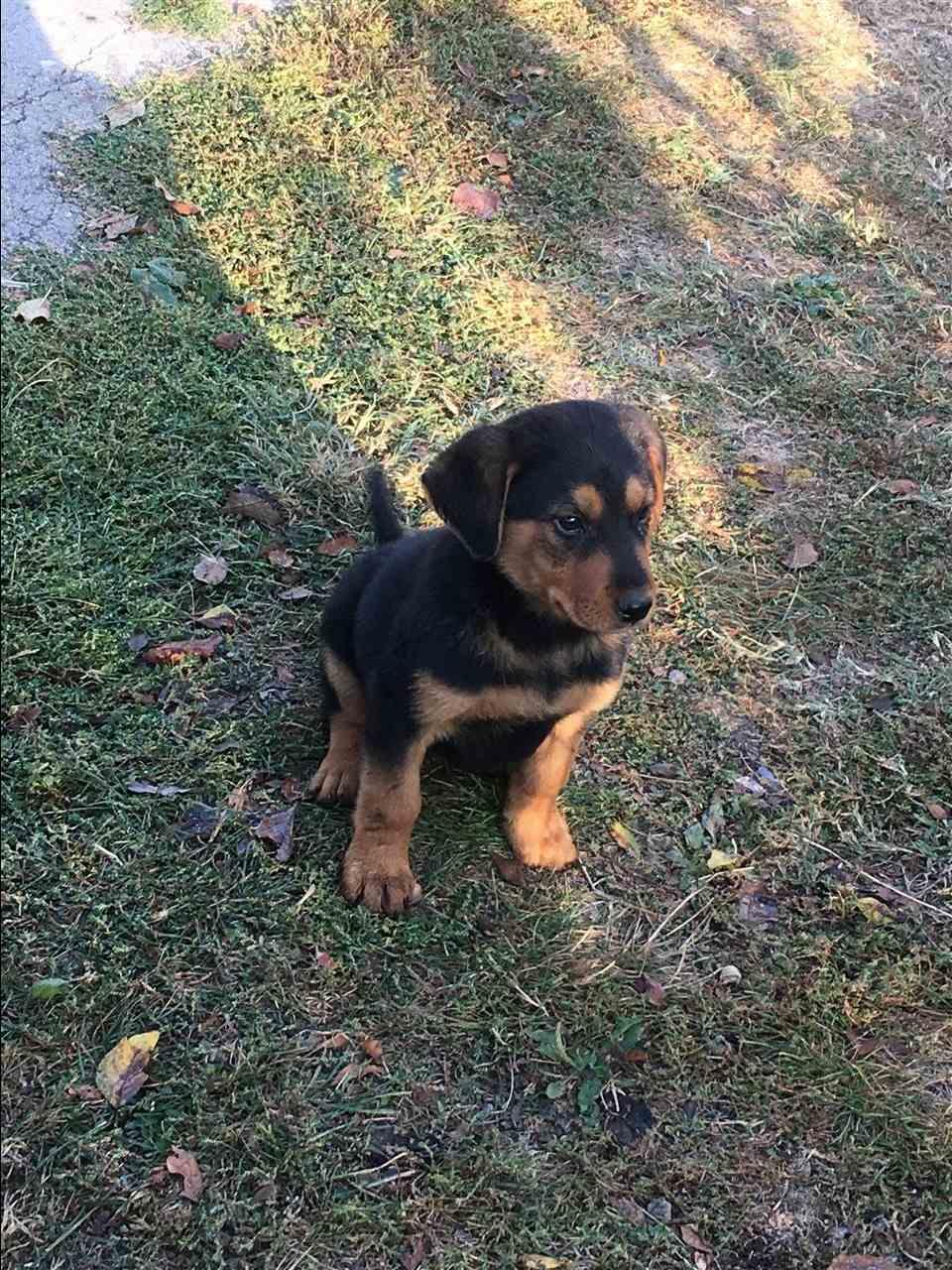 Rottweiler