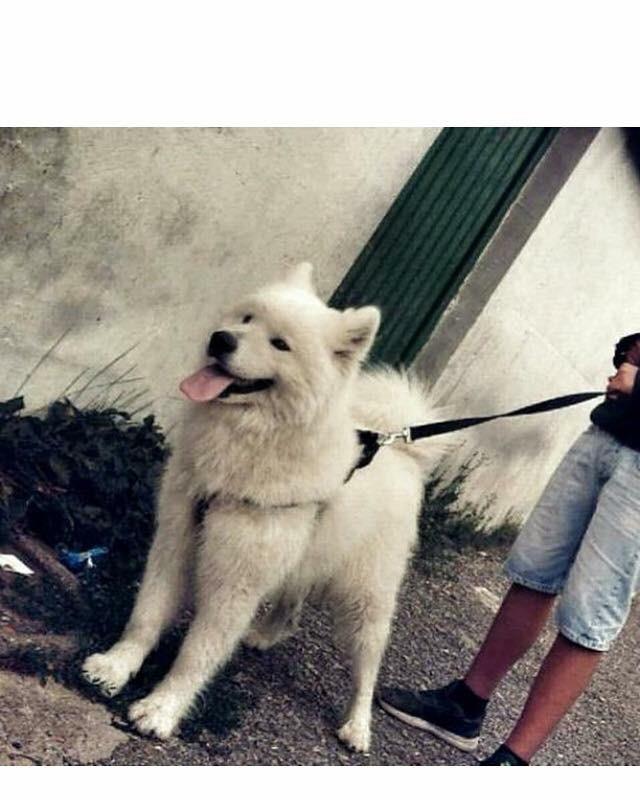 Shes-qenin-samoyed