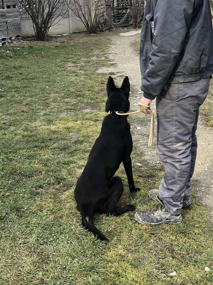 Belgian-Malinois--Pastor-Belg-