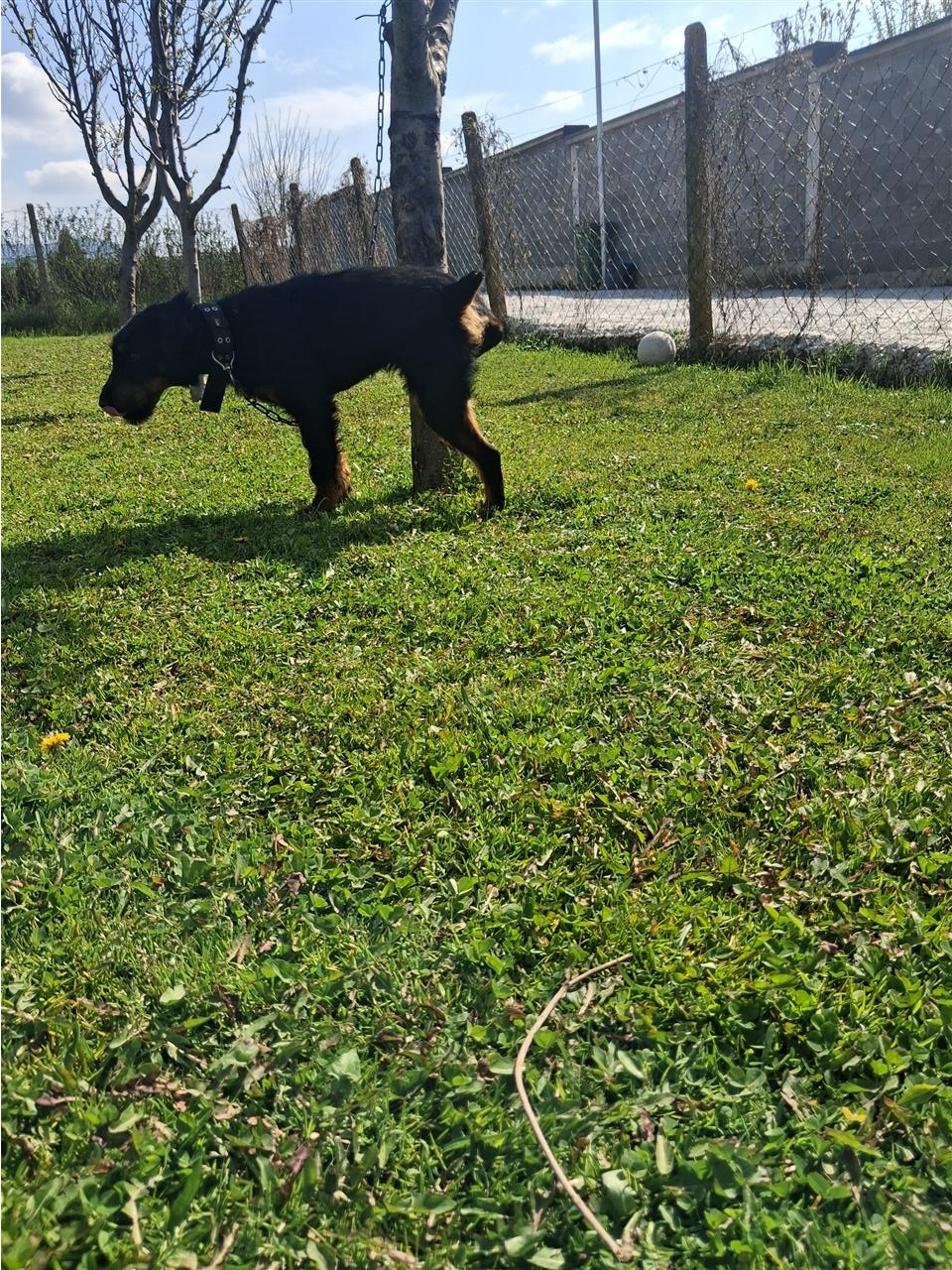 Terrier