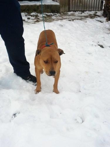 Pitbull