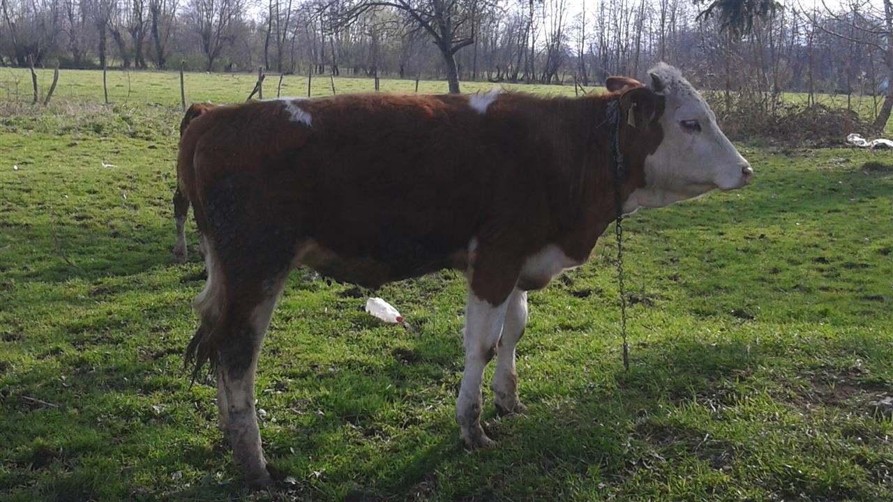Mshtjerra