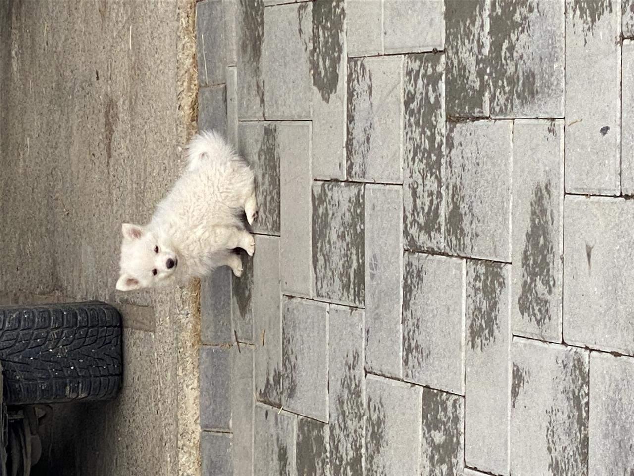 German-Spitz