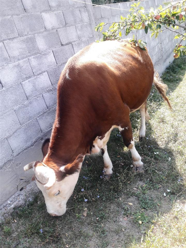 Lope-