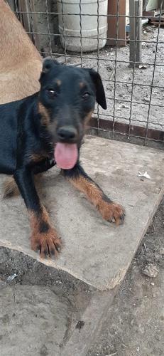 Terrier