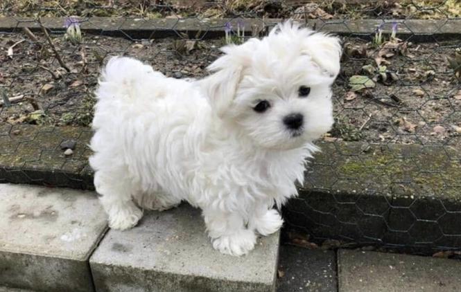 Maltezer
