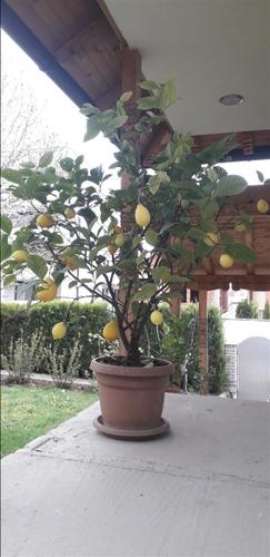 Limon