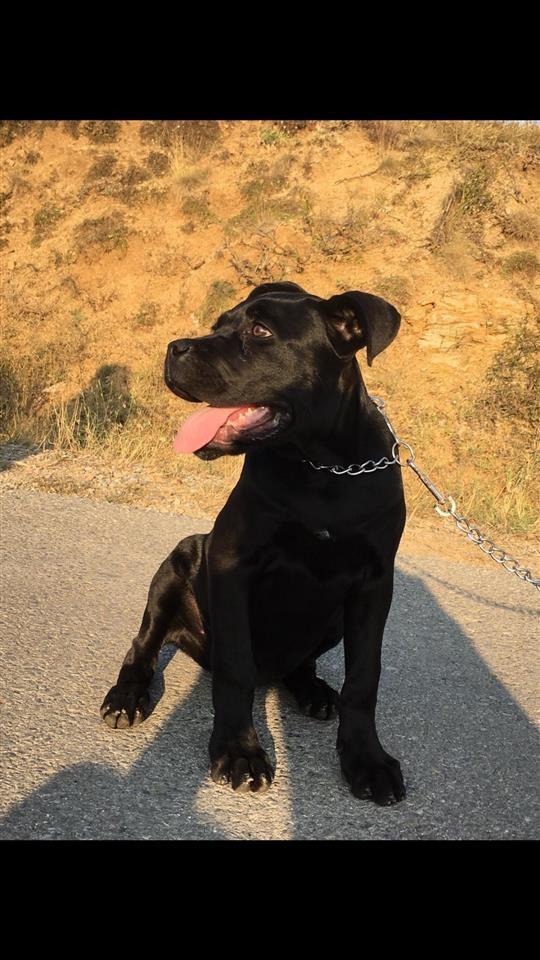Cane-Corso-