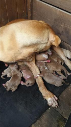 pitbull rednous
