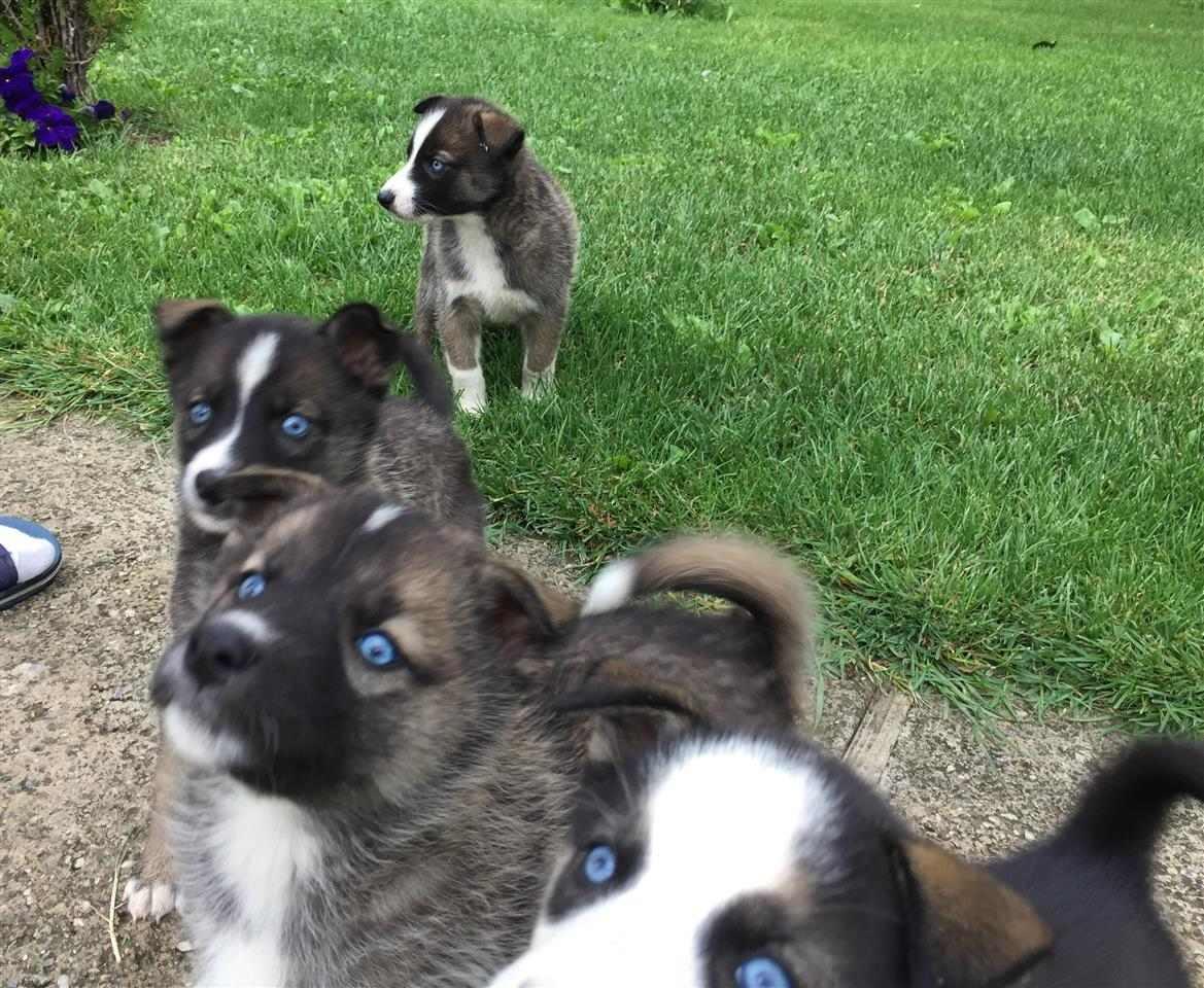 Husky
