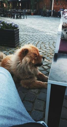 Chow Chow