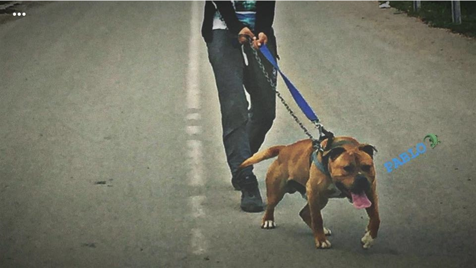 Pitbull