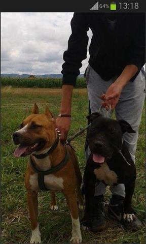 Dy-pitbulla