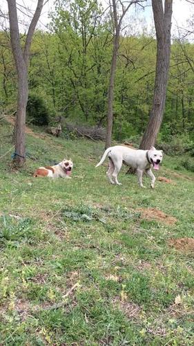 pit bull 