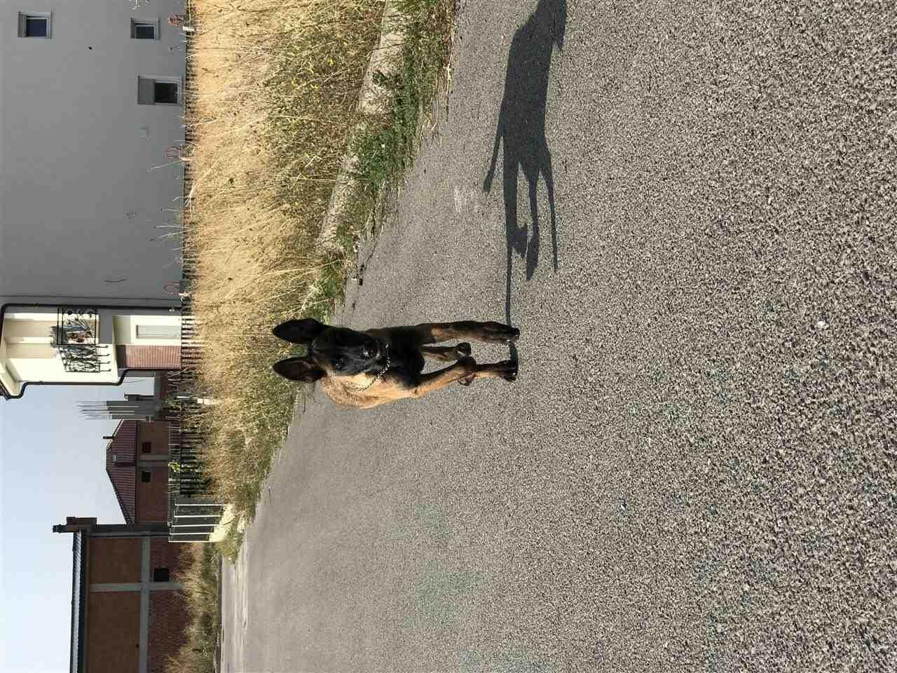 MALINOIS-BELG