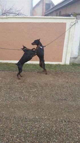 Doberman
