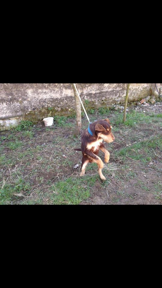 Qen-terrier