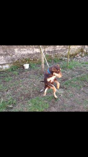 Qen terrier