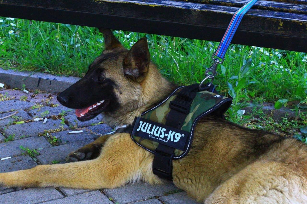 pasterbelg-malinois-