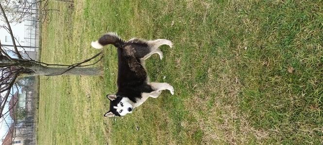 Shitet haski 