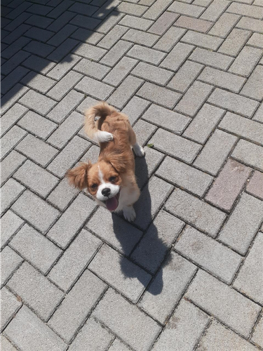 Bubi