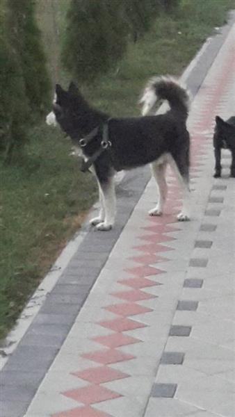 hasky