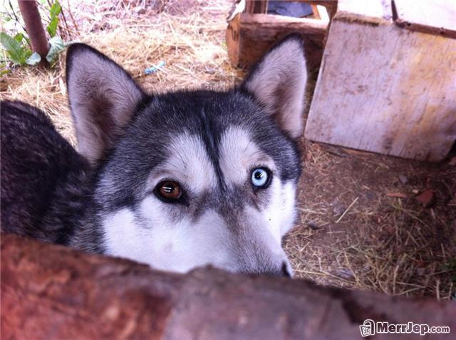 Hasky 