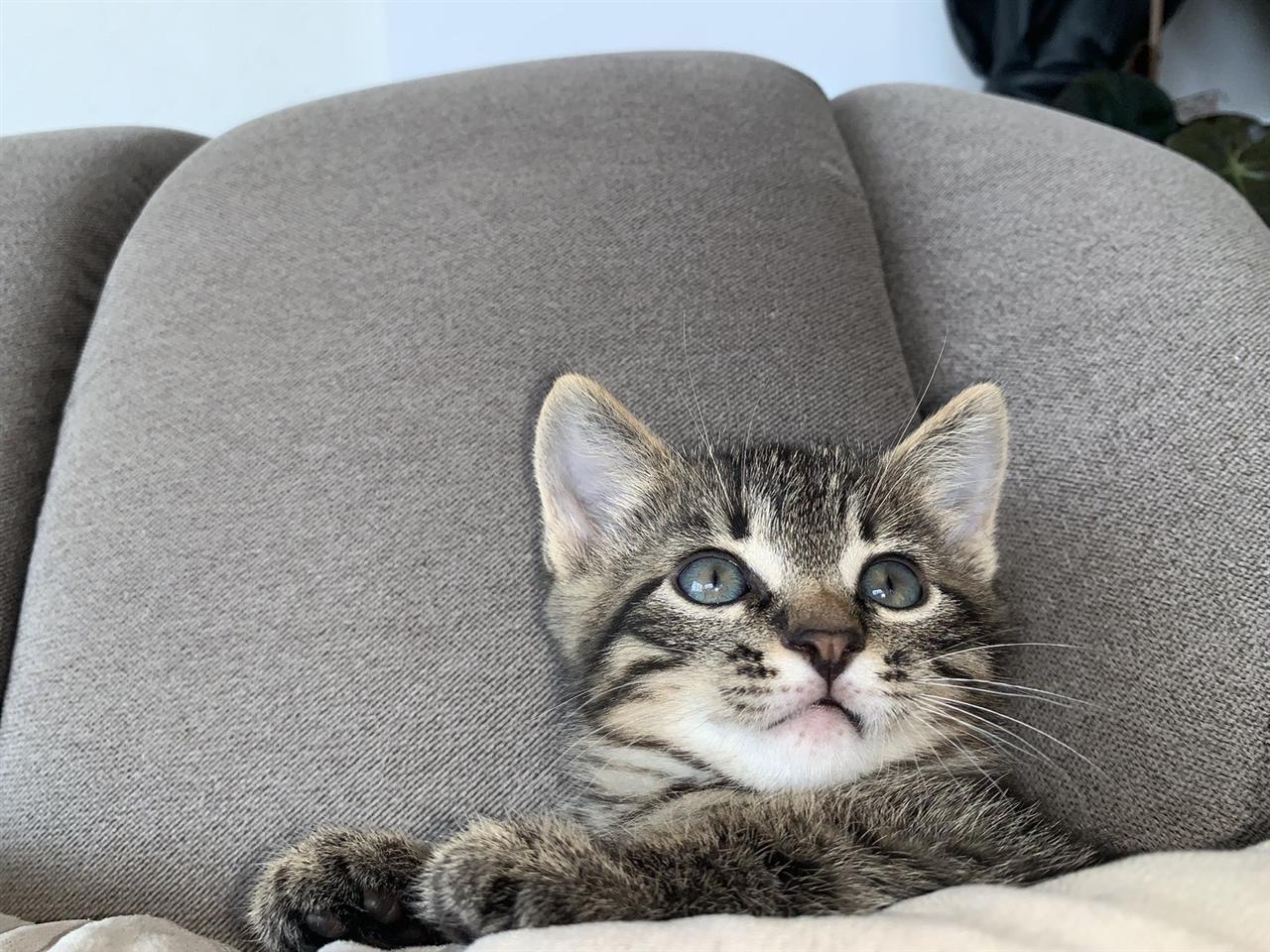 Kotele-per-adoptim-falas