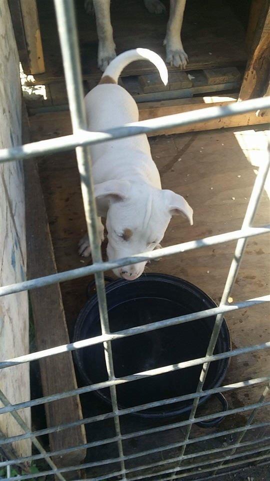 Pitbull