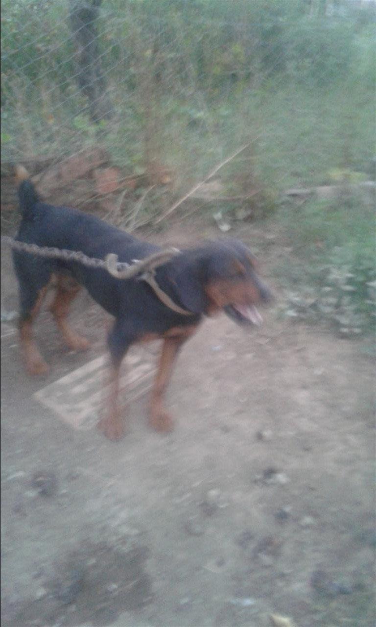 Rolly