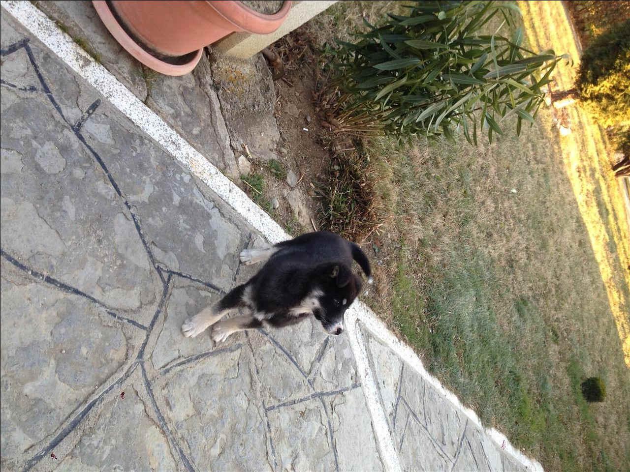 Hasky