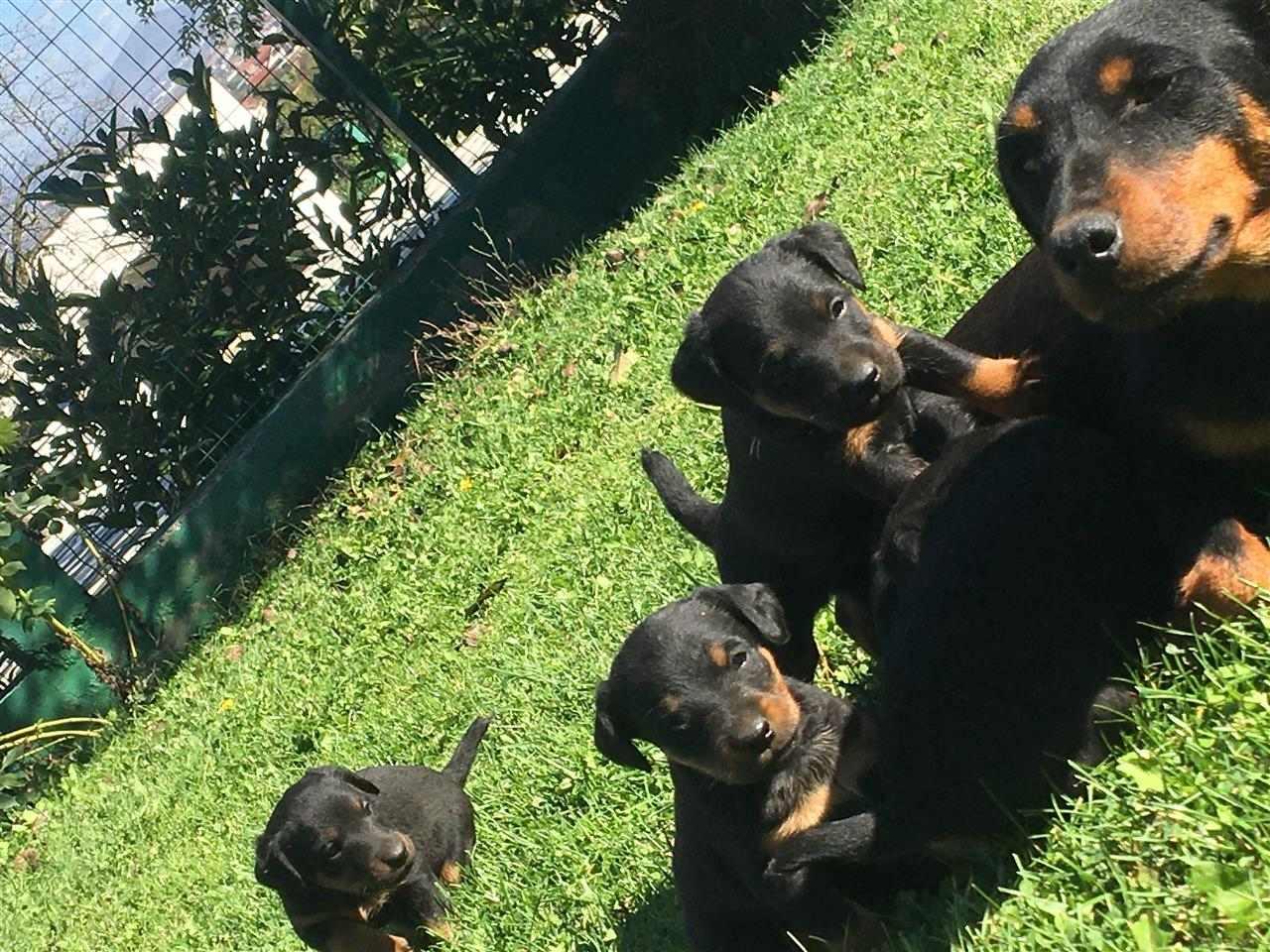 Terrier