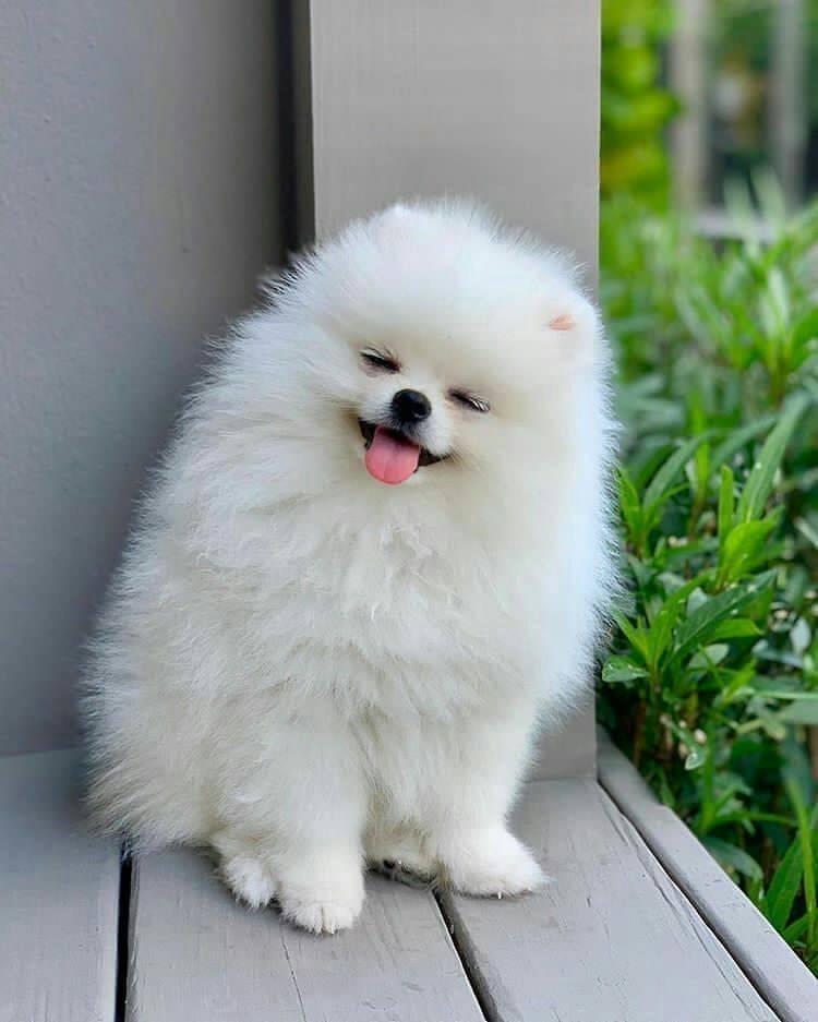 Pomerian boo pomeranian | Prishtinë