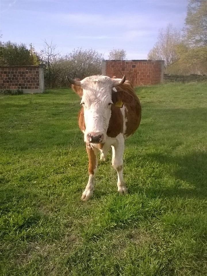 Shes-Lopen