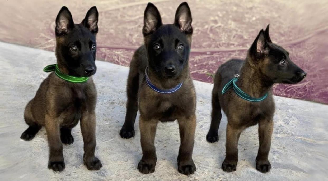 Belg-Malinois