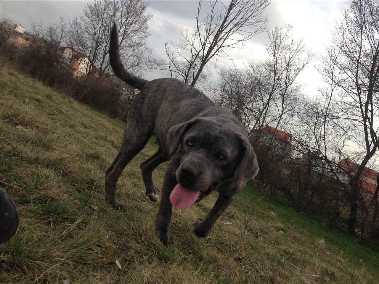 Cane-corso
