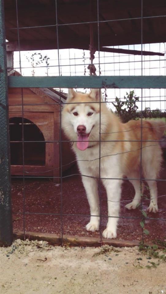 Hasky