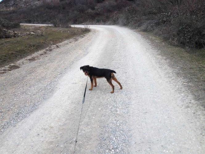 terrier