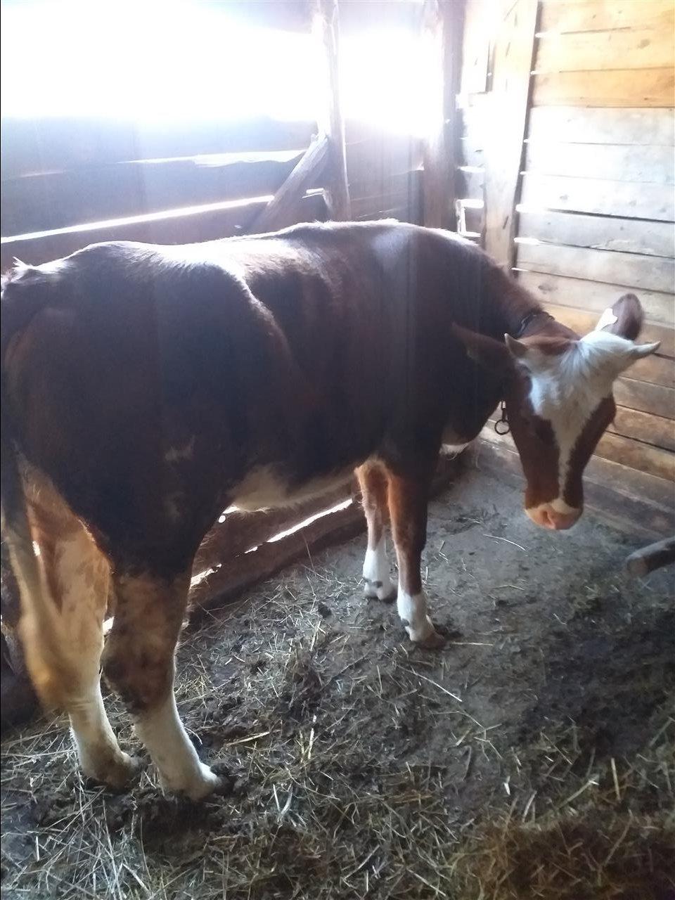 Shes-Lopen