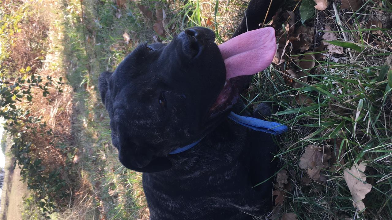 Shitet-cane-corso