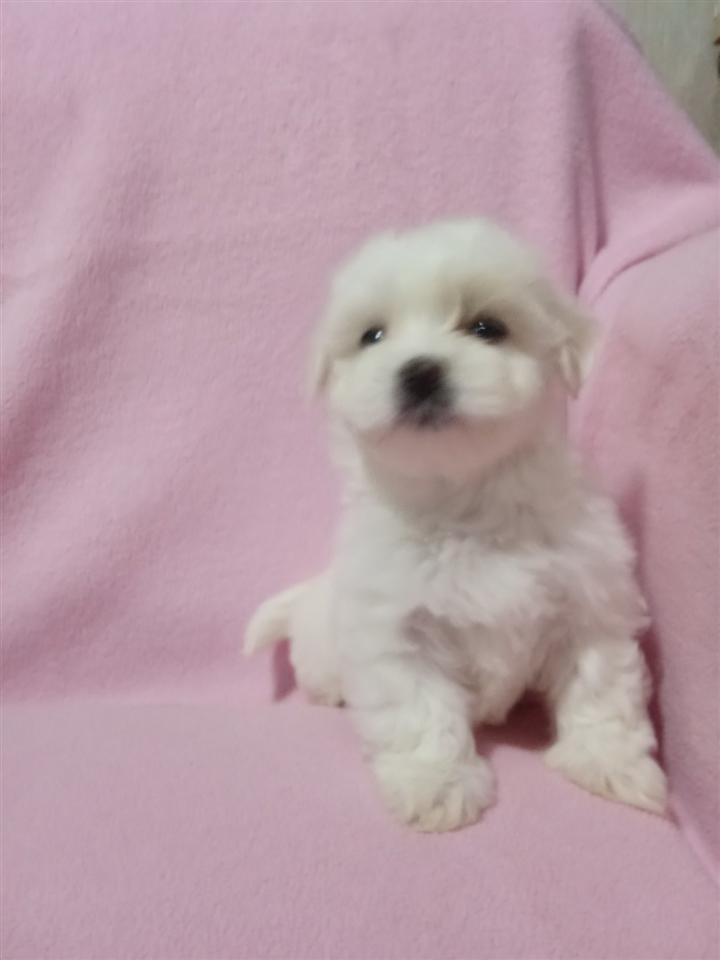 Mini-maltezeri